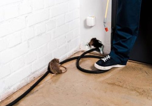 Sydney Pest Control: Identifying and Eliminating Ant Entry Points