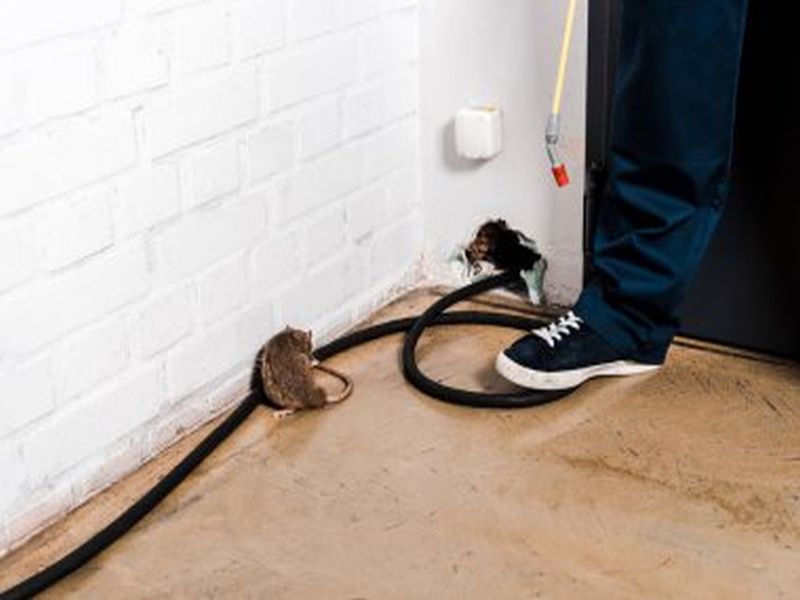 Sydney Pest Control: Identifying and Eliminating Ant Entry Points