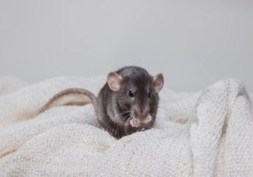 Rat Eradication Mastery: Pest Control Excellence